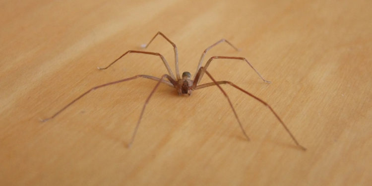 Ragno violino allarmismo ingiustificato?