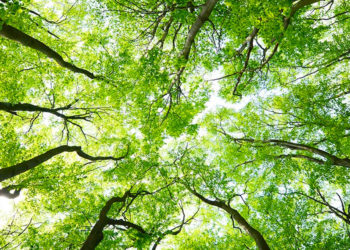 Sostegno ambientale e Giornata Nazionale degli Alberi