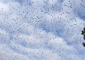 Stormi a fine dicembre, irregolare fenomeno migratorio?