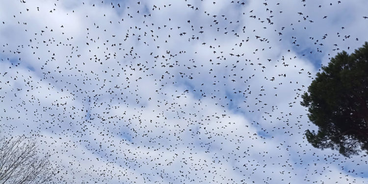 Stormi a fine dicembre, irregolare fenomeno migratorio?