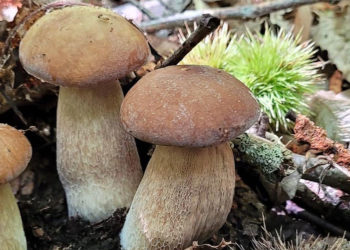 Lariano – Grande fermento per la 31° Sagra del Fungo Porcino