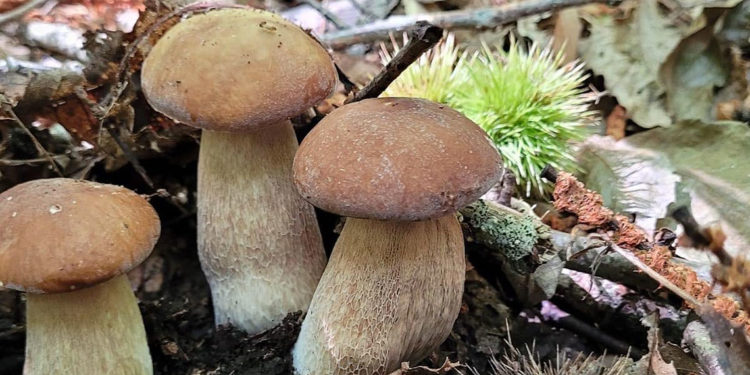 Lariano – Grande fermento per la 31° Sagra del Fungo Porcino