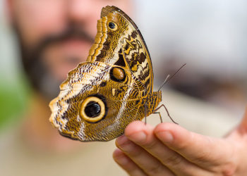 Roma, riapre “La Casa delle Farfalle”