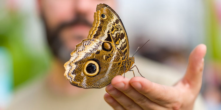 Roma, riapre “La Casa delle Farfalle”