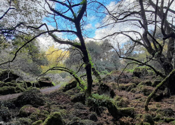 Il Bosco delle Fiabe