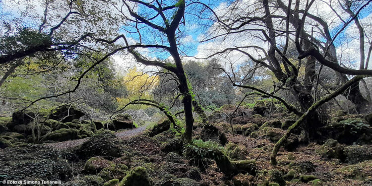 Il Bosco delle Fiabe
