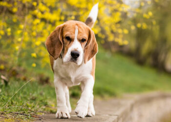 Nuove pesanti sanzioni per chi abbandona animali in strada