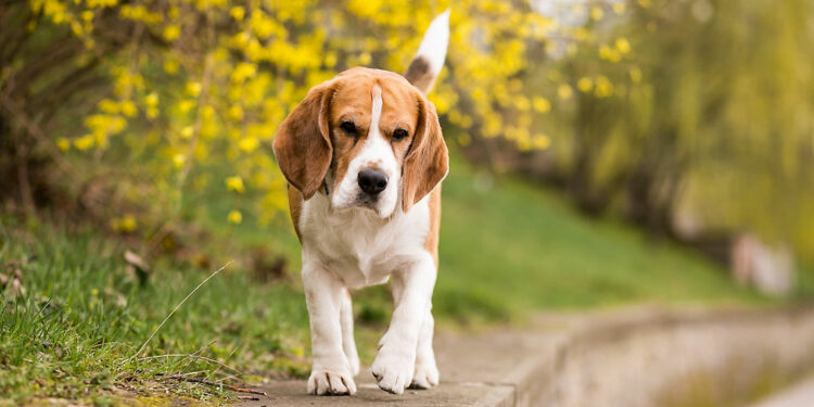 Nuove pesanti sanzioni per chi abbandona animali in strada