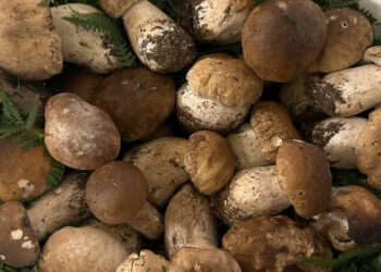 Tutto pronto per la 32ª Edizione della Sagra del Fungo Porcino a Lariano