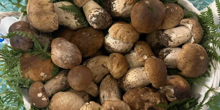 Tutto pronto per la 32ª Edizione della Sagra del Fungo Porcino a Lariano