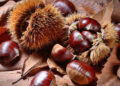 Le castagne, tesoro autunnale per il benessere e la tavola