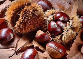 Le castagne, tesoro autunnale per il benessere e la tavola