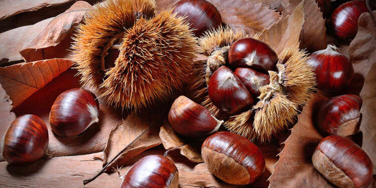 Le castagne, tesoro autunnale per il benessere e la tavola