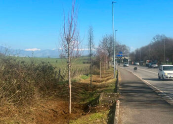 Valmontone, piantati oltre 100 alberi mangia-smog su via della Pace