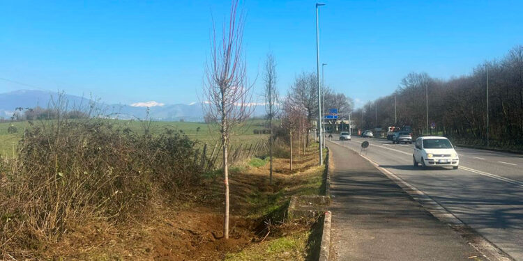 Valmontone, piantati oltre 100 alberi mangia-smog su via della Pace