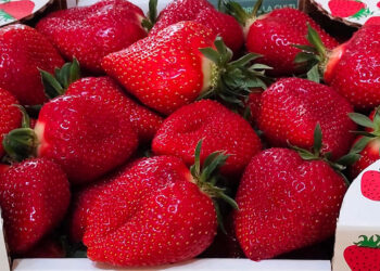 Le sagre di maggio 2025 nel Lazio