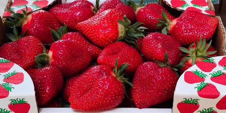 Le sagre di maggio 2025 nel Lazio