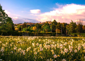Rocca Priora, grandi novità per la Festa del Narciso