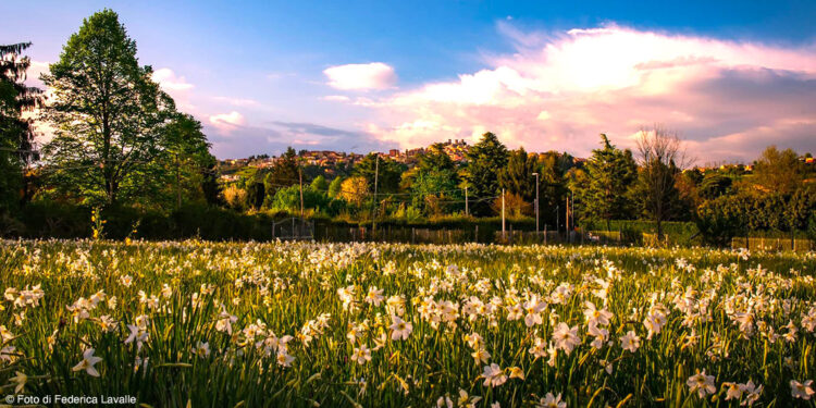 Rocca Priora, grandi novità per la Festa del Narciso