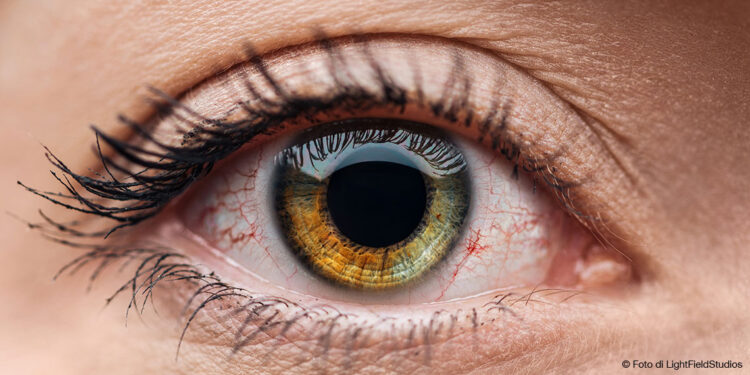 Il mistero delle “mosche volanti” spiegato dagli esperti