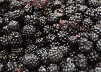 Capranica Prenestina si tinge di viola: torna la Sagra delle More