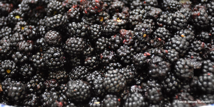 Capranica Prenestina si tinge di viola: torna la Sagra delle More