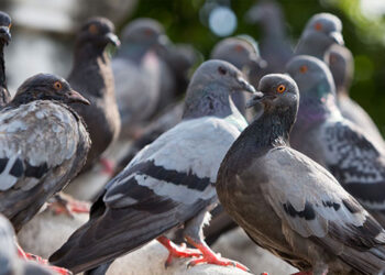 Roma, condominio invaso dai piccioni