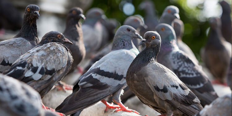 Roma, condominio invaso dai piccioni