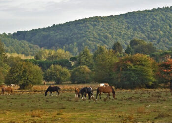 Pratoni del Vivaro, 14 ettari di bosco al taglio: cittadini e ambientalisti chiedono vigilanza