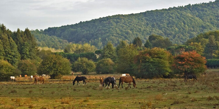 Pratoni del Vivaro, 14 ettari di bosco al taglio: cittadini e ambientalisti chiedono vigilanza