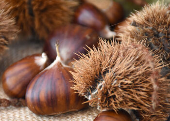 Grande attesa per la 47ª Sagra del Marrone di Rocca di Cave